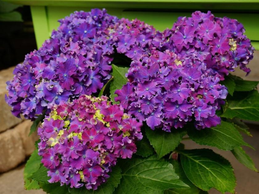 Гортензия Керли Спаркл Блю Пепл (Curly Sparkle Blue Purple) 5