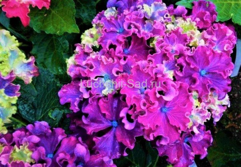 Гортензия Керли Спаркл Блю Пепл (Curly Sparkle Blue Purple)