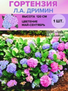 Гортензия Л.А. Дримин