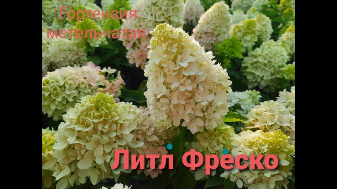 Гортензия Литл Фреско 5