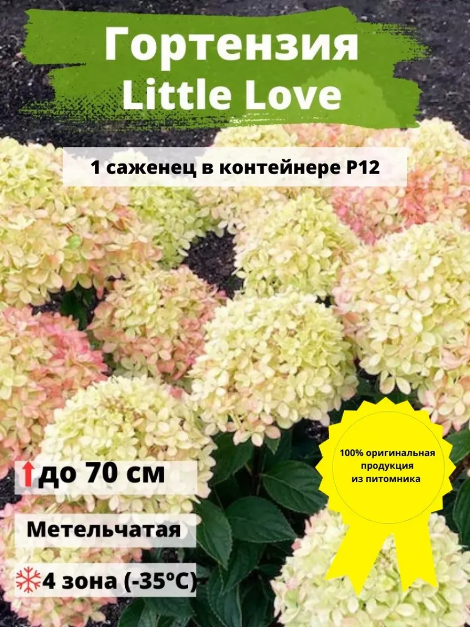Гортензия Литтл Лав 3