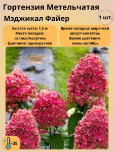 Гортензия Мэджикал Файер