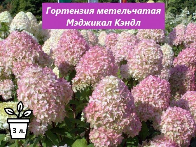 Гортензия Мэджикал Кэндл 4