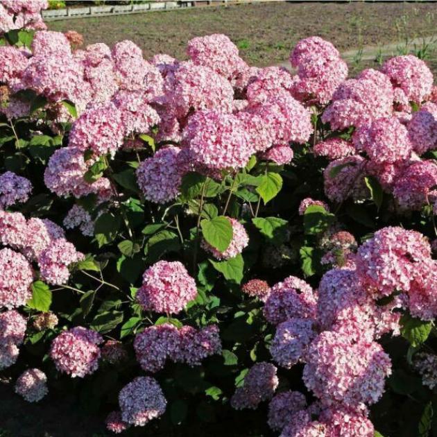 Гортензия Мэджикал Пинкербелл 3