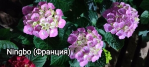 Гортензия Нинбо