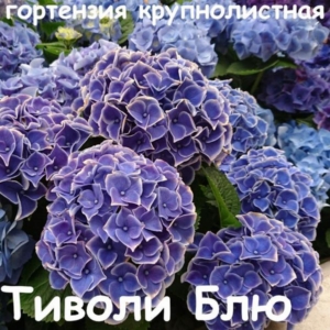Гортензия Нью Тиволи Блю
