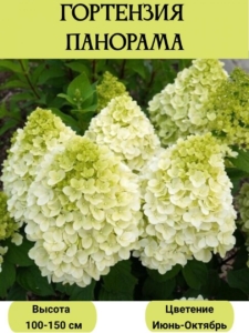 Гортензия Панорама