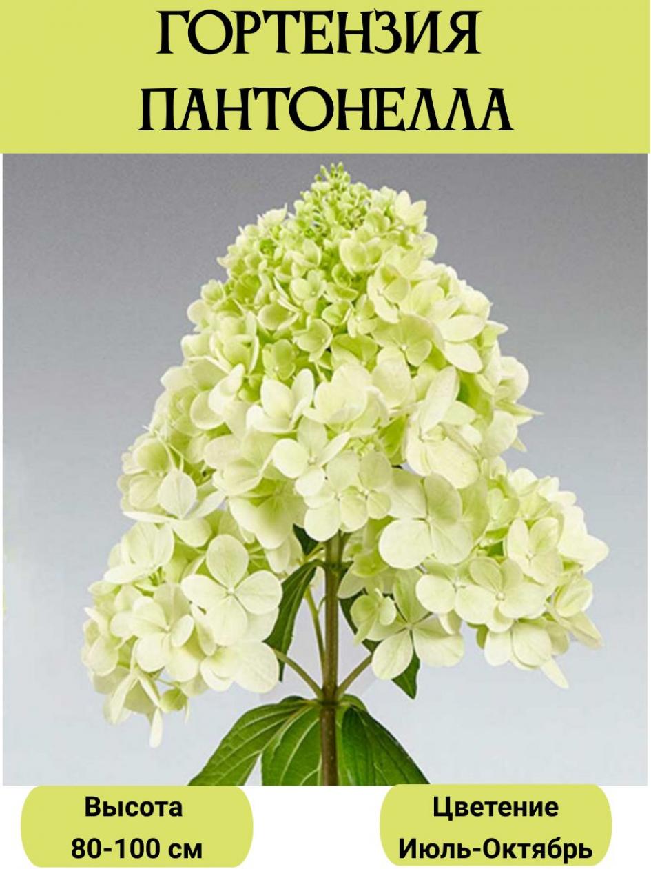 Гортензия Пантонелла 2