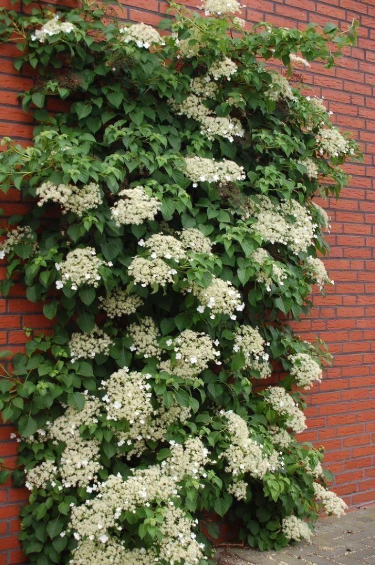 Гортензия Петиоларис 4