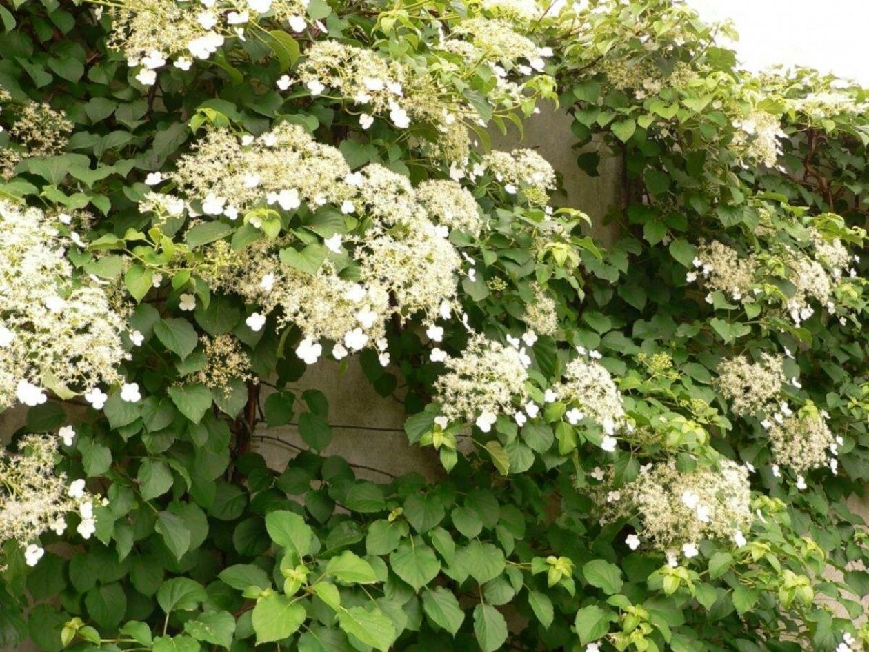 Гортензия Петиоларис 2