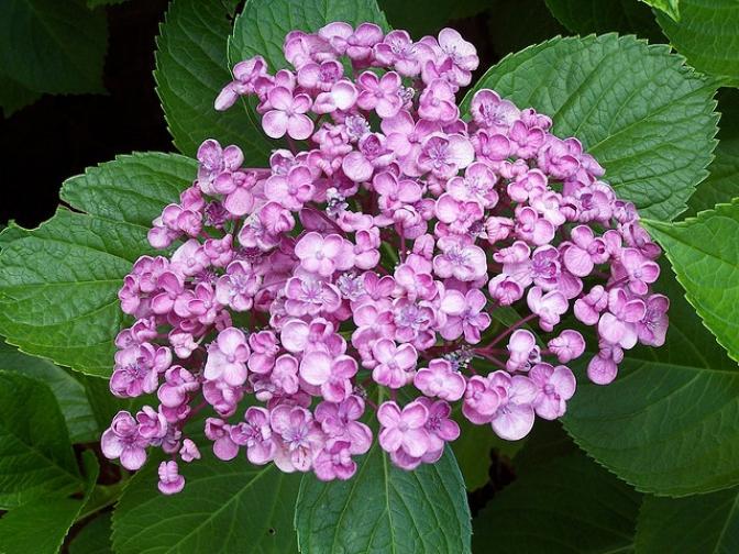 Гортензия Попкорн (Хопкорн) 2