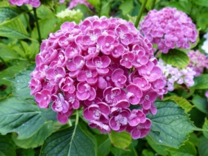 Гортензия Попкорн (Хопкорн)