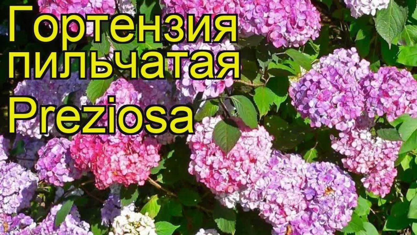 Гортензия Прециоза 4