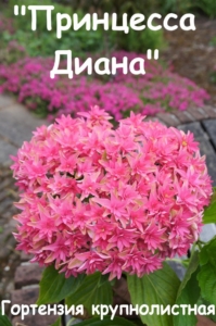 Гортензия Принцесса Диана