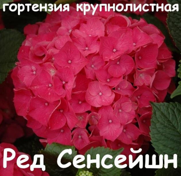 Гортензия Ред Сенсейшн 2