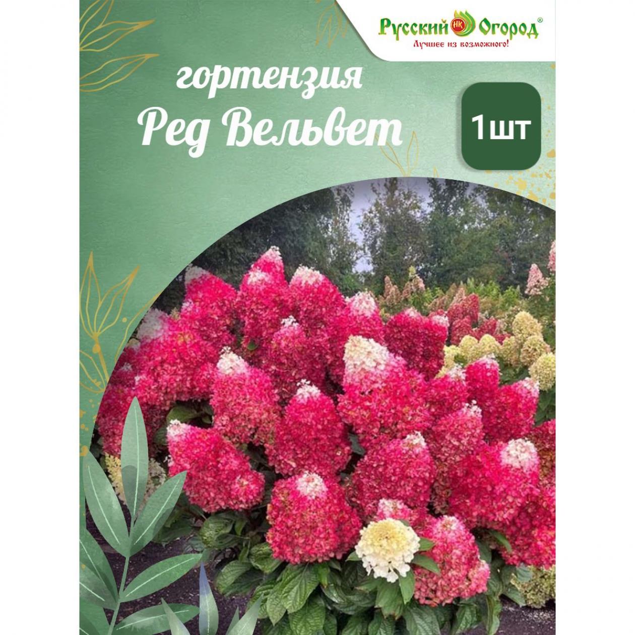 Гортензия Ред Вельвет (Индиан Саммер)