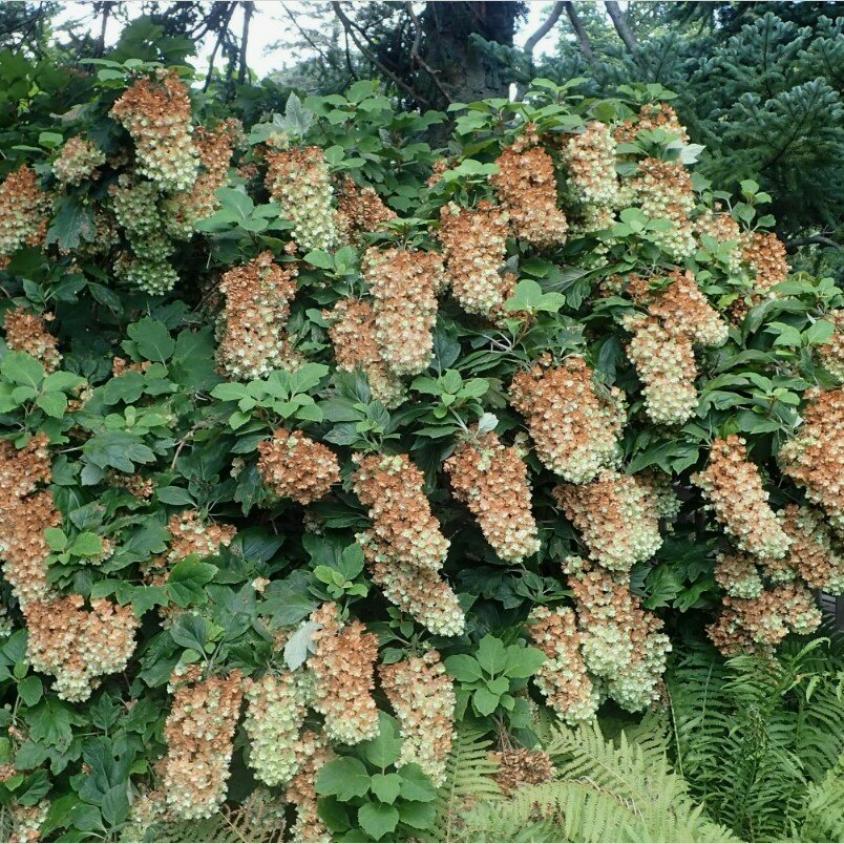 Гортензия Сноуфлейк 4