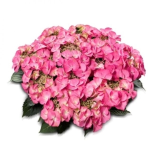 Гортензия Тиффани Пинк