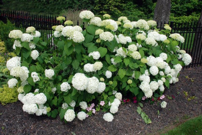 Гортензия Уайт Бол 3