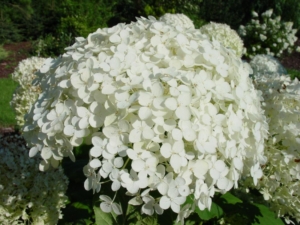 Гортензия Уайт Бол