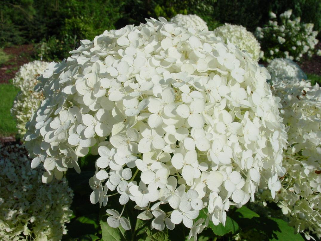 Гортензия Уайт Бол