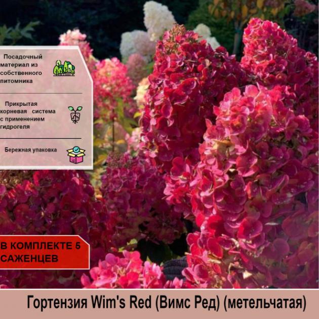 Гортензия Вимс Ред 2
