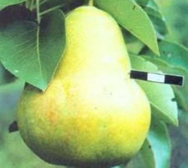 Груша Адмирал Жерве