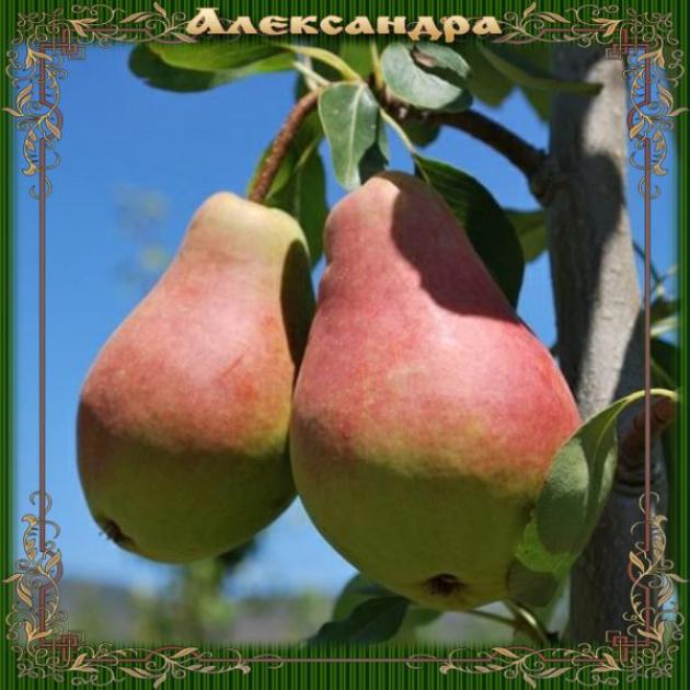 Груша Александра 2