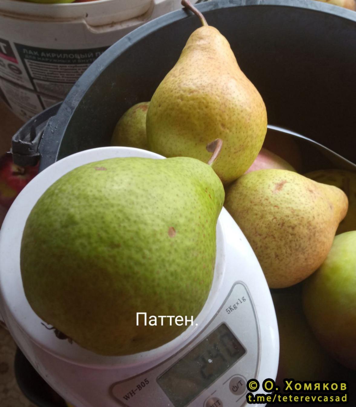 Груша Паттен 2