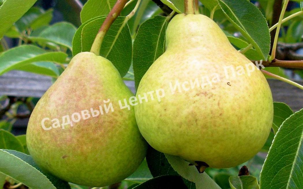 Груша Союз 4