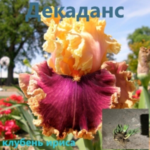 Ирис Декаданс