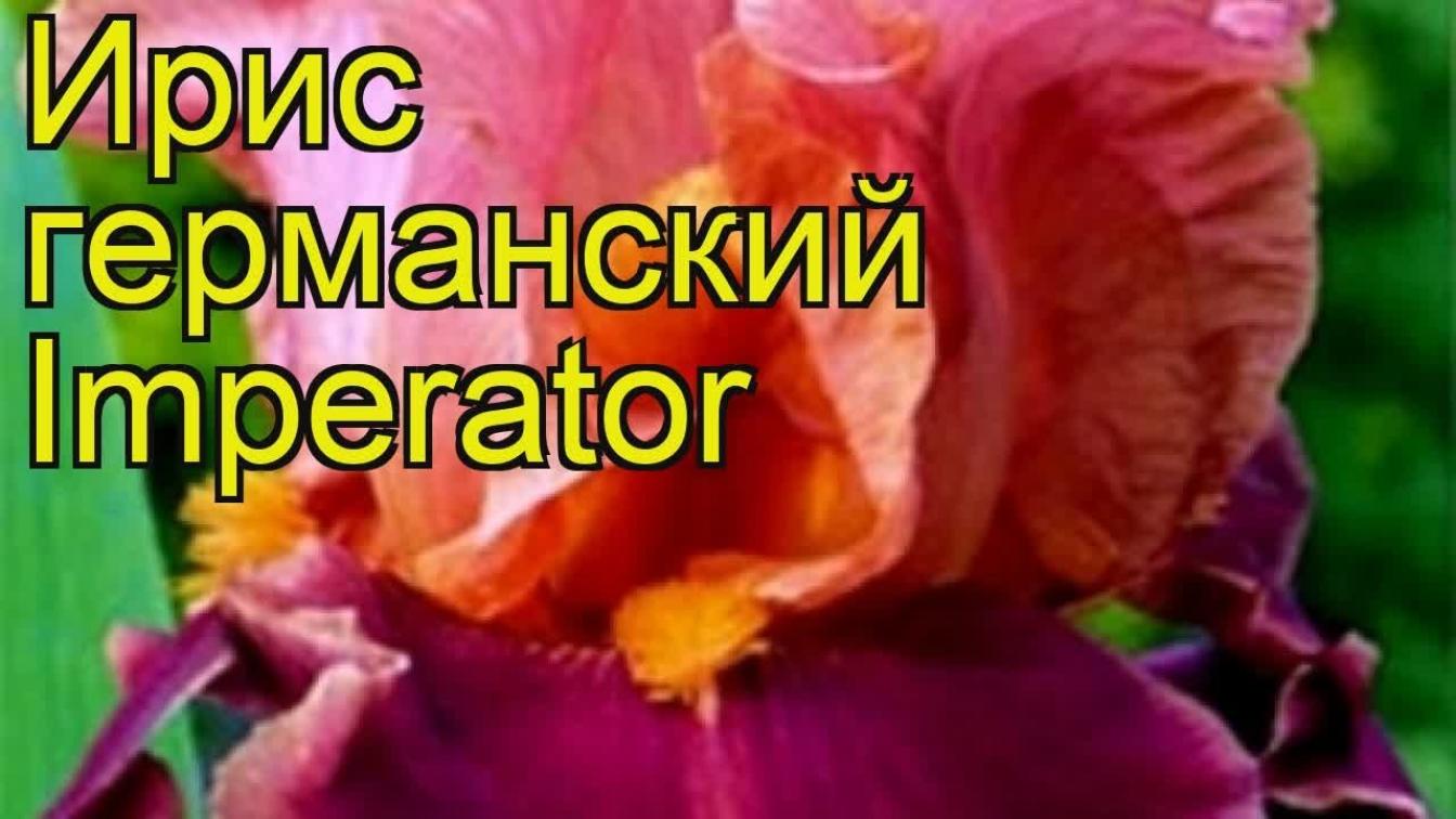 Ирис Император 3