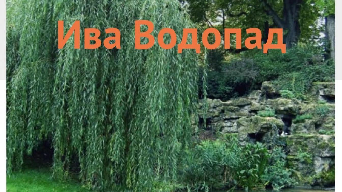 Ива Водопад 3