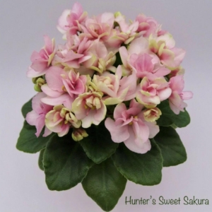 Фиалка Hunters Sweet Sakura
