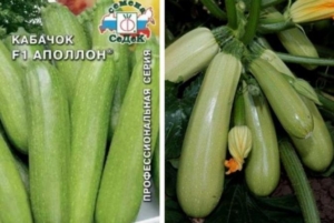 Кабачок Аполлон