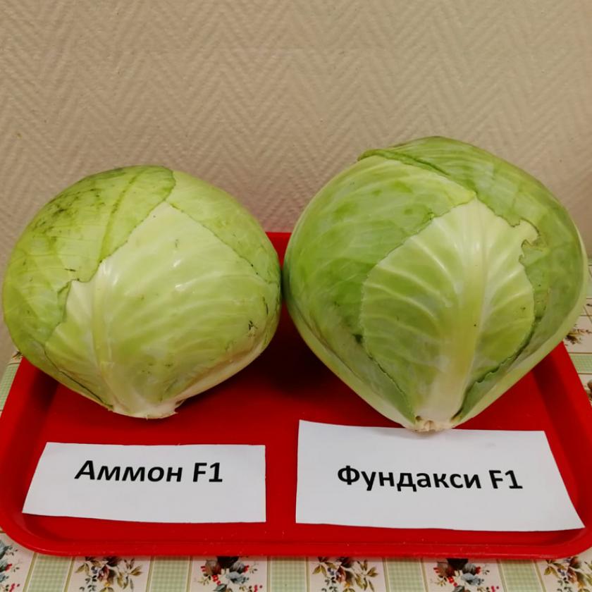 Капуста Аммон 2