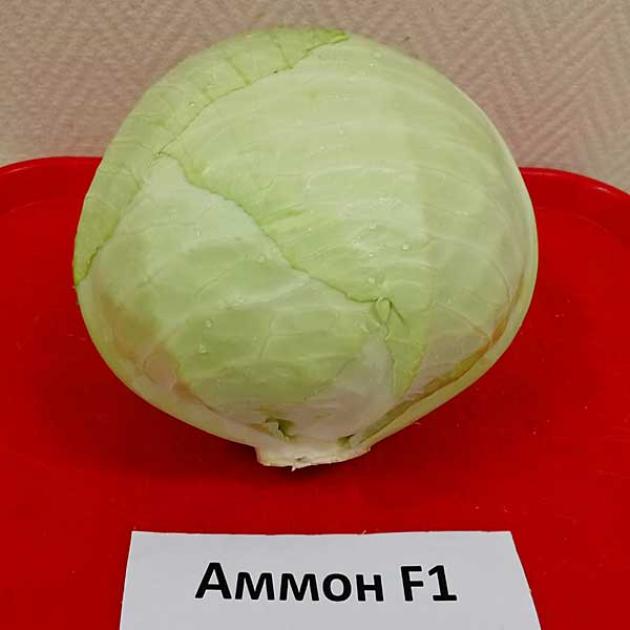 Капуста Аммон