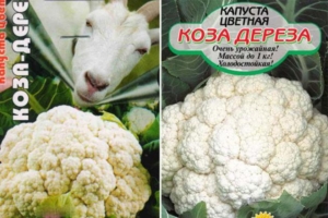 Капуста цветная Коза-дереза