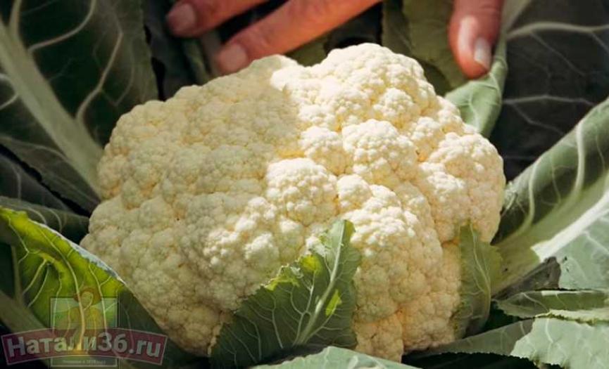 Капуста цветная Кул 2