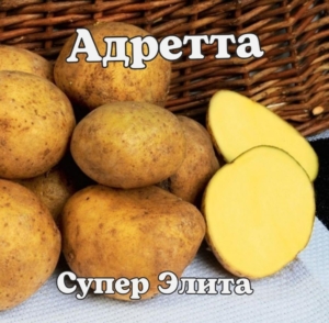 Картофель Адретта