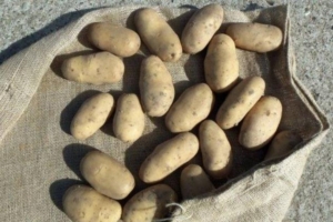Картофель Агата