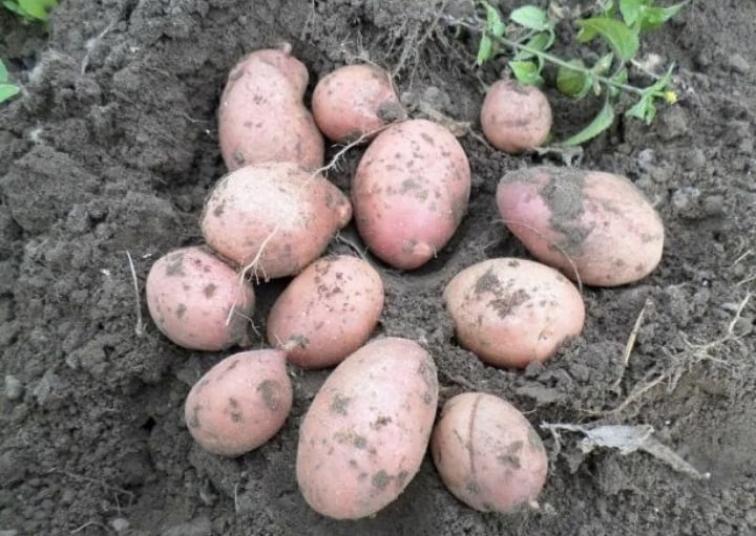 Картофель Альвара 2