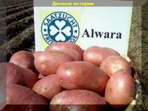 Картофель Альвара