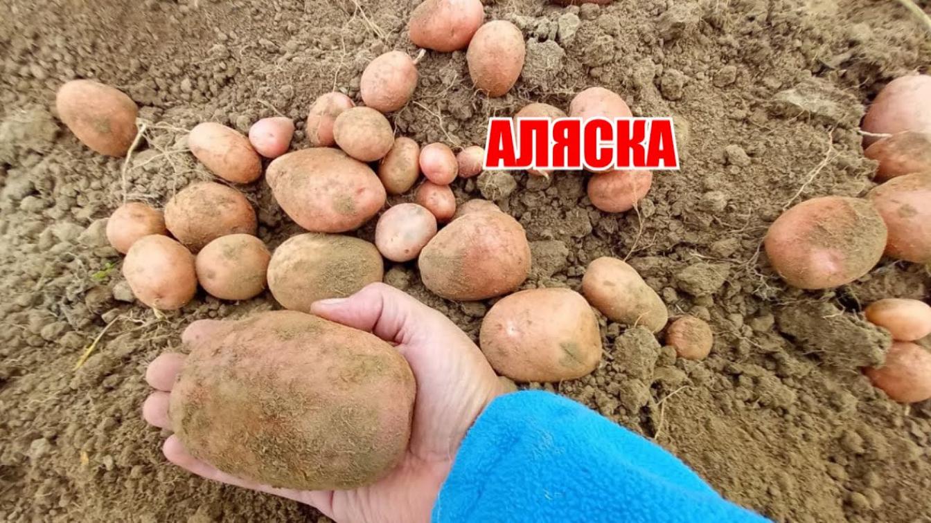 Картофель Аляска 2
