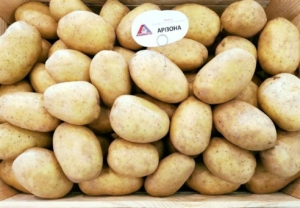 Картофель Аризона