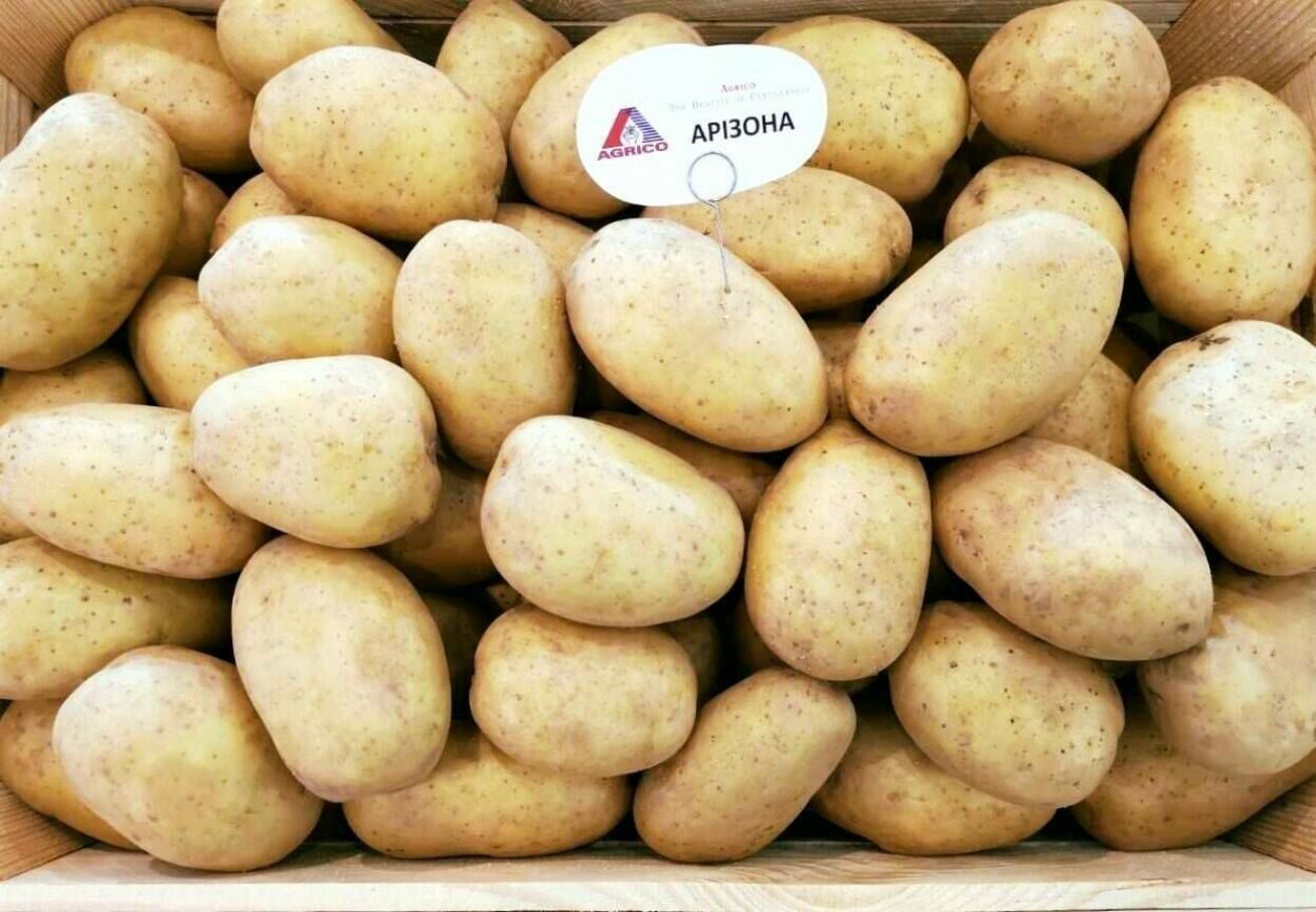 Картофель Аризона