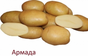 Картофель Армада