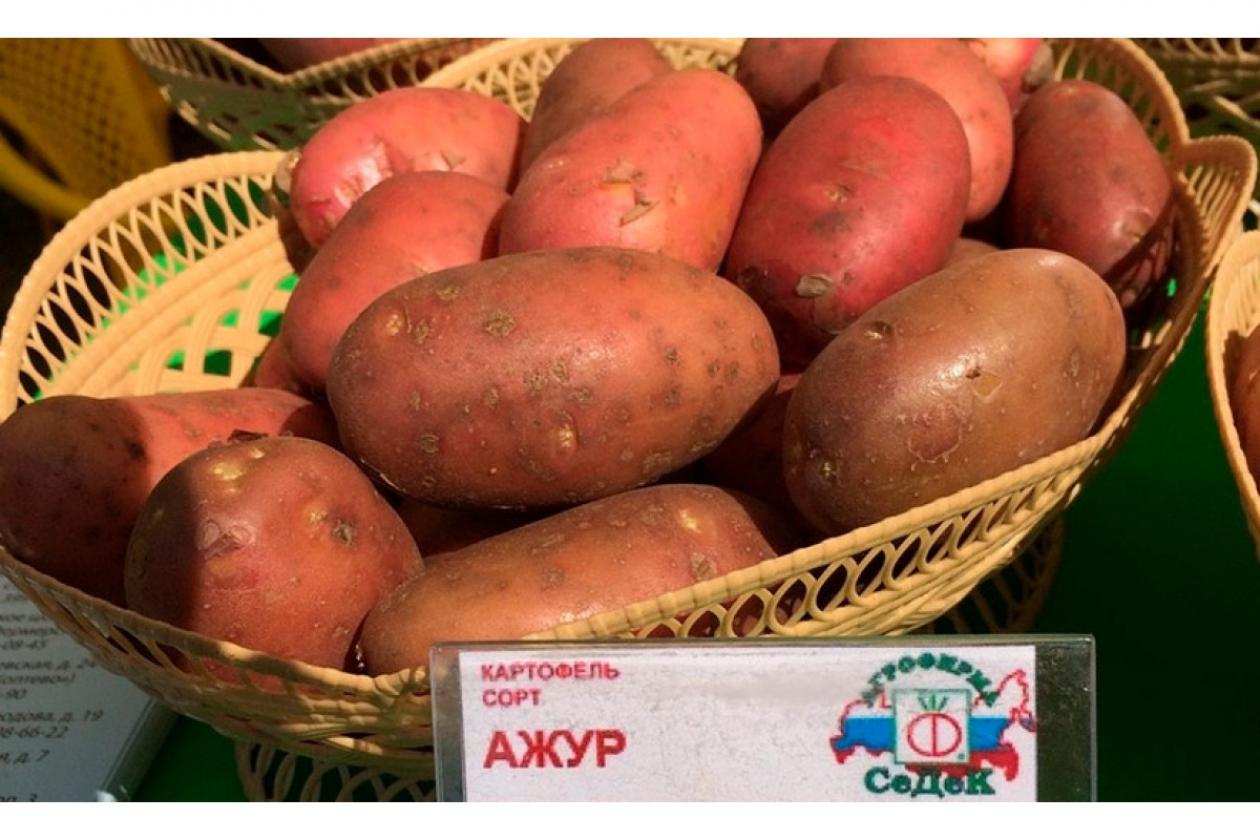 Картофель Ажур 2