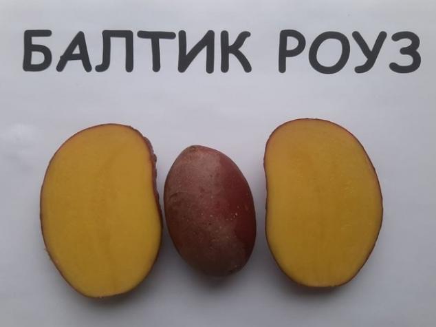 Картофель Балтик Роуз 3