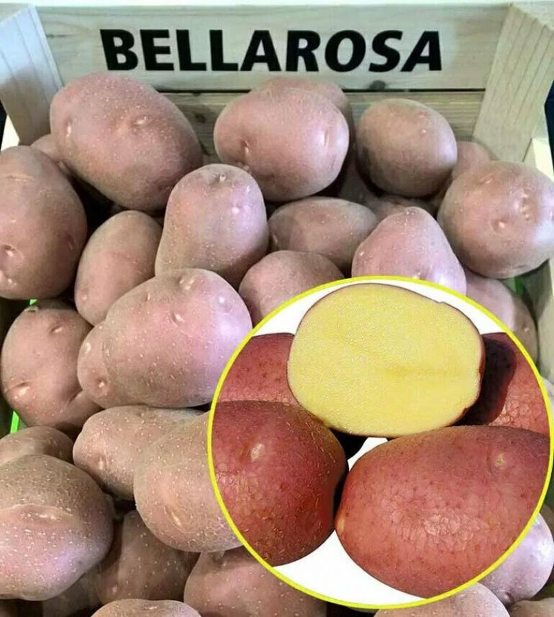 Картофель Беллароза